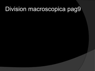 Division macroscopica pag9
 