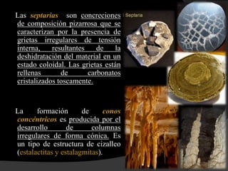 Las septarias son concreciones
de composición pizarrosa que se
caracterizan por la presencia de
grietas irregulares de tensión
interna,    resultantes    de   la
deshidratación del material en un
estado coloidal. Las grietas están
rellenas       de       carbonatos
cristalizados toscamente.


La     formación       de     conos
concéntricos es producida por el
desarrollo        de      columnas
irregulares de forma cónica. Es
un tipo de estructura de cizalleo
(estalactitas y estalagmitas).
 
