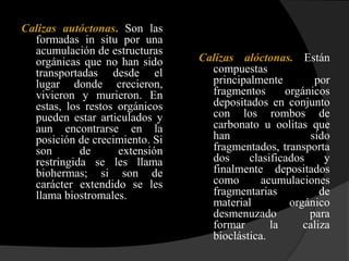 Calizas autóctonas. Son las
  formadas in situ por una
  acumulación de estructuras
  orgánicas que no han sido     Calizas alóctonas. Están
  transportadas desde el          compuestas
  lugar donde crecieron,          principalmente        por
  vivieron y murieron. En         fragmentos      orgánicos
  estas, los restos orgánicos     depositados en conjunto
  pueden estar articulados y      con los rombos de
  aun encontrarse en la           carbonato u oolitas que
  posición de crecimiento. Si     han                  sido
  son       de      extensión     fragmentados, transporta
  restringida se les llama        dos     clasificados     y
  biohermas; si son de            finalmente depositados
  carácter extendido se les       como       acumulaciones
  llama biostromales.             fragmentarias           de
                                  material         orgánico
                                  desmenuzado          para
                                  formar       la     caliza
                                  bioclástica.
 