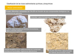 Clasificación de las rocas sedimentarias químicas y bioquímicas
Rocas carbonatadas
Existen diferentes variedades de CALIZA en función de sus componentes biológicos o la
presencia de gránulos:
CRETA: caliza formada por conchas microscópicas,
algas y cemento calcáreo
COQUINA: caliza formada por conchas marinas
CALIZA OOLÍTICA: caliza formada
por esferas denominadas ooides
CALIZA NUMMULÍTICA: caliza formada por numerosas
conchas de Nummulites, organismos planctónicos
 