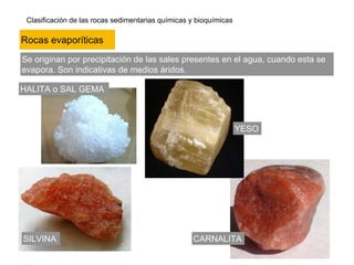 Clasificación de las rocas sedimentarias químicas y bioquímicas
Se originan por precipitación de las sales presentes en el agua, cuando esta se
evapora. Son indicativas de medios áridos.
HALITA o SAL GEMA
YESO
Rocas evaporíticas
SILVINA CARNALITA
 