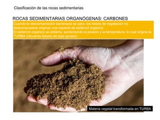 Clasificación de las rocas sedimentarias
ROCAS SEDIMENTARIAS ORGANÓGENAS: CARBONES
Cuando la descomposición bacteriana se para, los restos de vegetación no
descompuestos originan una especie de estiércol orgánico.
El estiércol orgánico se entierra, aumentando la presión y la temperatura, lo cual origina la
TURBA (recuerda tabaco de pipa grueso)
Materia vegetal transformada en TURBA
 