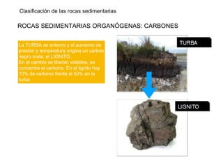 Clasificación de las rocas sedimentarias
ROCAS SEDIMENTARIAS ORGANÓGENAS: CARBONES
La TURBA se entierra y el aumento de
presión y temperatura origina un carbón
negro mate, el LIGNITO.
En el cambio se liberan volátiles, se
concentra el carbono. En el lignito hay
70% de carbono frente al 50% en la
turba
 
