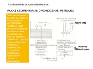 Clasificación de las rocas sedimentarias
ROCAS SEDIMENTARIAS ORGANÓGENAS: PETRÓLEO
De la formación del
SAPROPEL hasta la
formación de un
YACIMIENTO
PETROLÍFERO
existen una serie de
transformaciones
complejas, que
incluyen acciones
bacterianas, cambios
debidos a las altas
presiones y
temperaturas,
procesos de
maduración y
migración del
petróleo y
acumulación.
Yacimiento
Pizarras
Bituminosas
 