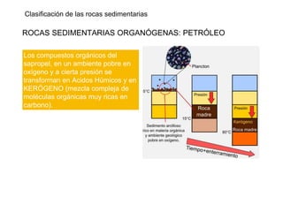 Clasificación de las rocas sedimentarias
ROCAS SEDIMENTARIAS ORGANÓGENAS: PETRÓLEO
Los compuestos orgánicos del
sapropel, en un ambiente pobre en
oxígeno y a cierta presión se
transforman en Acidos Húmicos y en
KERÓGENO (mezcla compleja de
moléculas orgánicas muy ricas en
carbono).
 