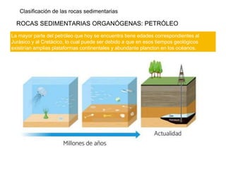 Clasificación de las rocas sedimentarias
ROCAS SEDIMENTARIAS ORGANÓGENAS: PETRÓLEO
La mayor parte del petróleo que hoy se encuentra tiene edades correspondientes al
Jurásico y al Cretácico, lo cual puede ser debido a que en esos tiempos geológicos
existirían amplias plataformas continentales y abundante plancton en los océanos.
 