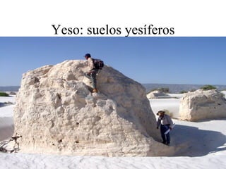 Yeso: suelos yesíferos
 