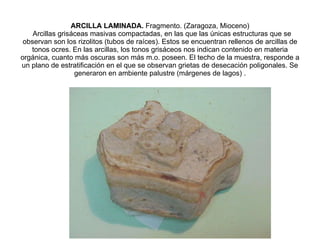 ARCILLA LAMINADA.  Fragmento. (Zaragoza, Mioceno)   Arcillas grisáceas masivas compactadas, en las que las únicas estructuras que se observan son los rizolitos (tubos de raíces). Estos se encuentran rellenos de arcillas de tonos ocres. En las arcillas, los tonos grisáceos nos indican contenido en materia orgánica, cuanto más oscuras son más m.o. poseen. El techo de la muestra, responde a un plano de estratificación en el que se observan grietas de desecación poligonales. Se generaron en ambiente palustre (márgenes de lagos) . 