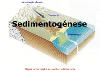 Meteorização e Erosão




                         Transporte



Sedimentogénese
                                        Sedimentação




    Etapas na formação das rochas sedimentares
 