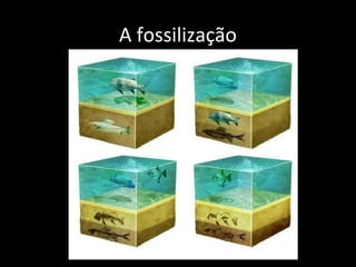 A fossilização
 