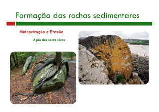 Meteorização e Erosão
Ação dos seres vivos
Formação das rochas sedimentares
 
