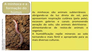 Rochas  e minerais. ( conceito, classificação)pptx