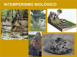 INTEMPERISMO BIOLÓGICO 