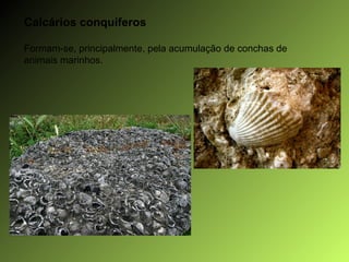 Calcários conquíferos Formam-se, principalmente, pela acumulação de conchas de animais marinhos. 