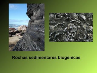 Rochas sedimentares biogénicas 