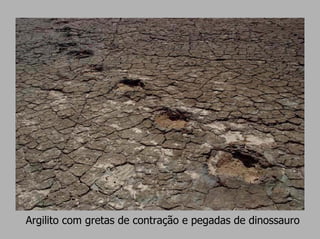 Argilito com gretas de contração e pegadas de dinossauro
 