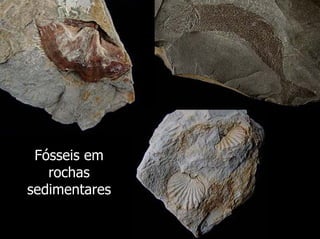 Fósseis em
   rochas
sedimentares
 