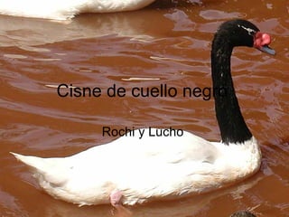 Cisne de cuello negro  Rochi y Lucho  