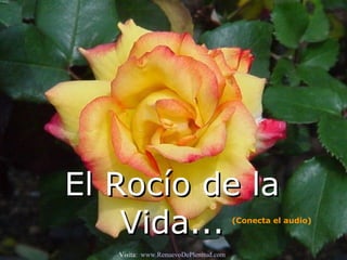 El Rocío de la Vida... (Conecta el audio) Visita:  www.RenuevoDePlenitud.com 