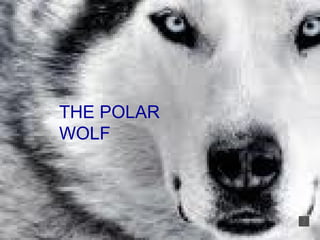 THE POLAR WOLF 