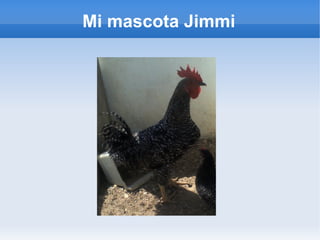 Mi mascota Jimmi
 