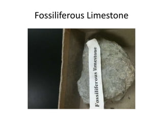 Fossiliferous Limestone
 