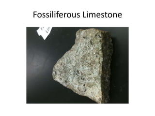 Fossiliferous Limestone
 