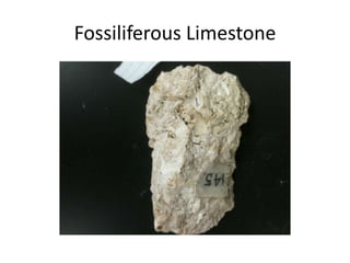 Fossiliferous Limestone
 