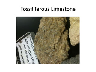 Fossiliferous Limestone
 