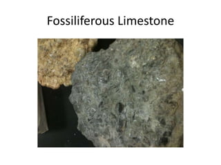 Fossiliferous Limestone
 