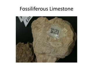 Fossiliferous Limestone
 