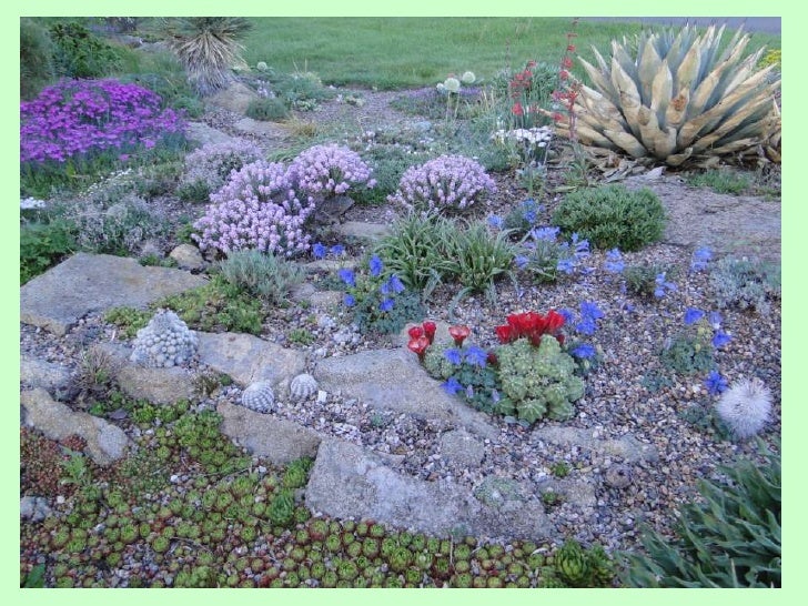 Bill Adams Rock Gardening Plants From Near And Far