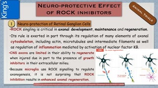 •ROCK singling is critical in axonal development, maintenance and regeneration.
•Its rule is exerted in part through its regulation of many elements of axonal
cytoskeleton, including actin, microtubules and intermediate filaments as well
as regulation of inflammation mediated by activation of nuclear factor KB.
(1)Tanna AP and Johnson M.Rho Kinase Inhibitors as a Novel Treatment for Glaucoma and Ocular Hypertension .Ophthalmology Volume 125, Number 11, November 2018
•CNS axons are limited in their ability to regenerate
when injured due in part to the presence of growth
inhibitors in their extracellular milieu.
•Because microglia use ROCK signalling to regulate
axonogenesis, it is not surprising that ROCK
inhibition results in enhanced axonal regeneration.
 