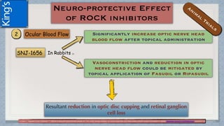 (1)Ohta Y, Takaseki S and Yoshitomi T. Effects of ripasudil hydrochloride hydrate (K-115), a Rho-kinase inhibitor, on ocular blood flow and ciliary artery smooth muscle contraction in rabbits.Japanese Journal of Ophthalmology volume 61,423–432(2017)
In Rabbits (1)
 