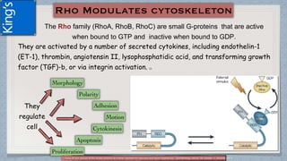 The Rho family (RhoA, RhoB, RhoC) are small G-proteins that are active
when bound to GTP and inactive when bound to GDP.
They are activated by a number of secreted cytokines, including endothelin-1
(ET-1), thrombin, angiotensin II, lysophosphatidic acid, and transforming growth
factor (TGF)-b, or via integrin activation. (1)
They
regulate
cell
(1)Tanna AP and Johnson M.Rho Kinase Inhibitors as a Novel Treatment for Glaucoma and Ocular Hypertension .Ophthalmology Volume 125, Number 11, November 2018
 