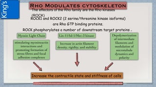 The effectors of the Rho family are the Rho kinases
(ROCK)
ROCK1 and ROCK2 (2 serine/threonine kinase isoforms)
are Rho GTP binding proteins.
ROCK phosphorylates a number of downstream target proteins (1)
(1)Tanna AP and Johnson M.Rho Kinase Inhibitors as a Novel Treatment for Glaucoma and Ocular Hypertension .Ophthalmology Volume 125, Number 11, November 2018
 