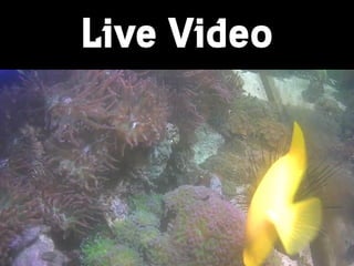 Live Video
 