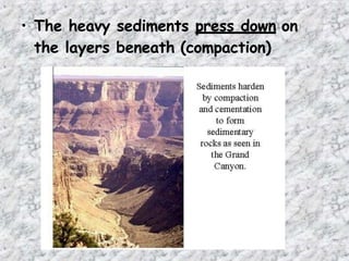 • The heavy sediments press down on
the layers beneath (compaction)
 