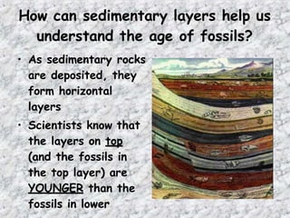 How can sedimentary layers help us
understand the age of fossils?
• As sedimentary rocks
are deposited, they
form horizontal
layers
• Scientists know that
the layers on top
(and the fossils in
the top layer) are
YOUNGER than the
fossils in lower
 