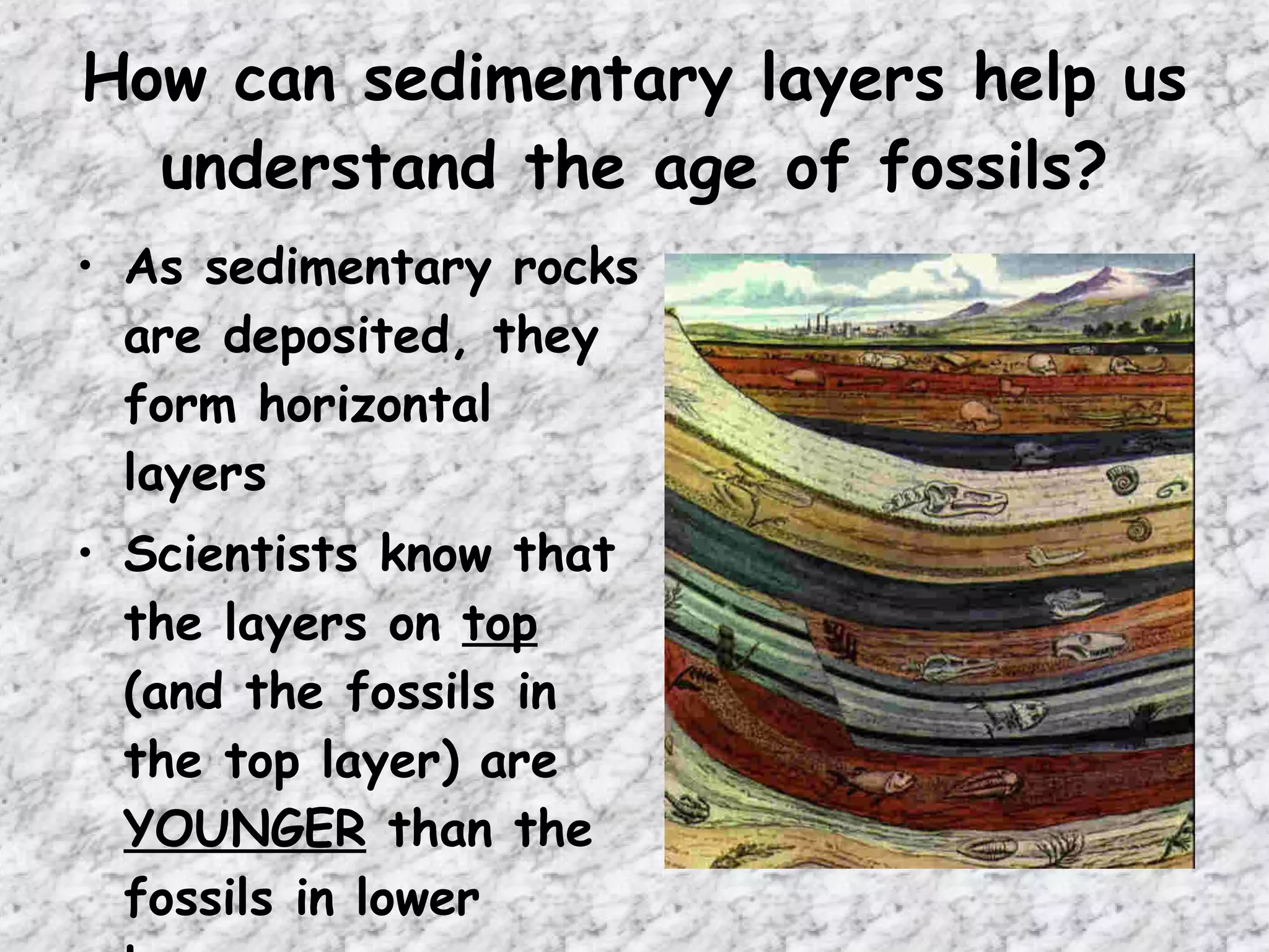 How can sedimentary layers help us understand the age of fossils? As sedimentary rocks are deposited, they form horizontal layers Scientists know that the layers on  top  (and the fossils in the top layer) are  YOUNGER  than the fossils in lower layers. 
