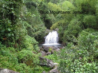 Blue Mountains, Jamaica 
 