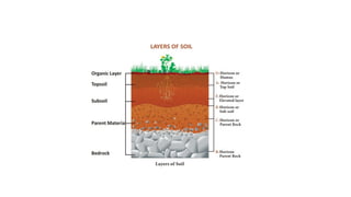 Rocks and Soils.pptx different kinds of soils and rocks | PPTX