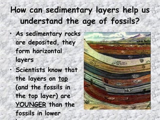 How can sedimentary layers help us
understand the age of fossils?
• As sedimentary rocks
are deposited, they
form horizontal
layers
• Scientists know that
the layers on top
(and the fossils in
the top layer) are
YOUNGER than the
fossils in lower
 