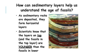 How can sedimentary layers help us
understand the age of fossils?
• As sedimentary rocks
are deposited, they
form horizontal
layers
• Scientists know that
the layers on top
(and the fossils in
the top layer) are
YOUNGER than the
fossils in lower
 