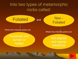 Into two types of metamorphic
rocks called:
Non -
Foliated
Foliated and
Where the minerals grains are
Where the minerals grains are
Not aligned
and appear
MASSIVE
Squeezed and
curved or
folded
 