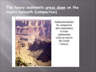 The heavy sediments press down on the
layers beneath (compaction)
 