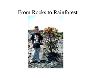 From Rocks to Rainforest
 