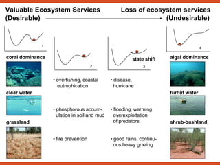 1
2
• overfishing, coastal
eutrophication
• phosphorous accum-
ulation in soil and mud
• fire prevention
3
state shift
• disease,
hurricane
• flooding, warming,
overexploitation
of predators
• good rains, continu-
ous heavy grazing
coral dominance
clear water
grassland
4
algal dominance
turbid water
shrub-bushland
Valuable Ecosystem Services Loss of ecosystem services
(Desirable) (Undesirable)
 