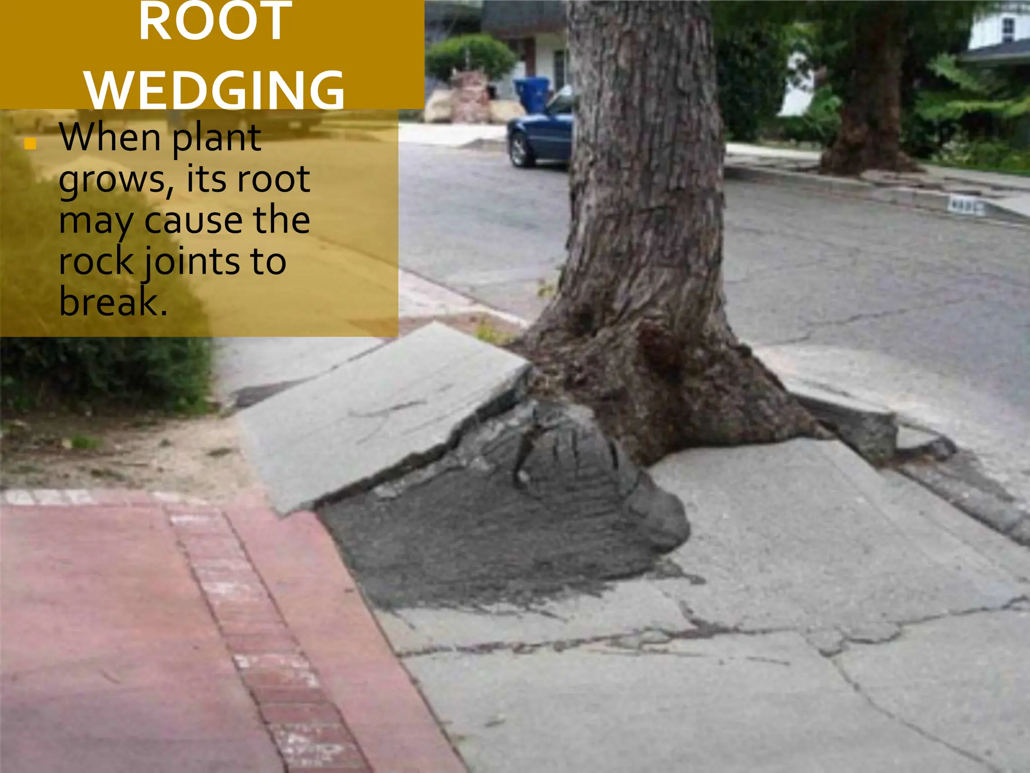 ROOT
WEDGING
◼ When plant
grows, its root
may cause the
rock joints to
break.
 