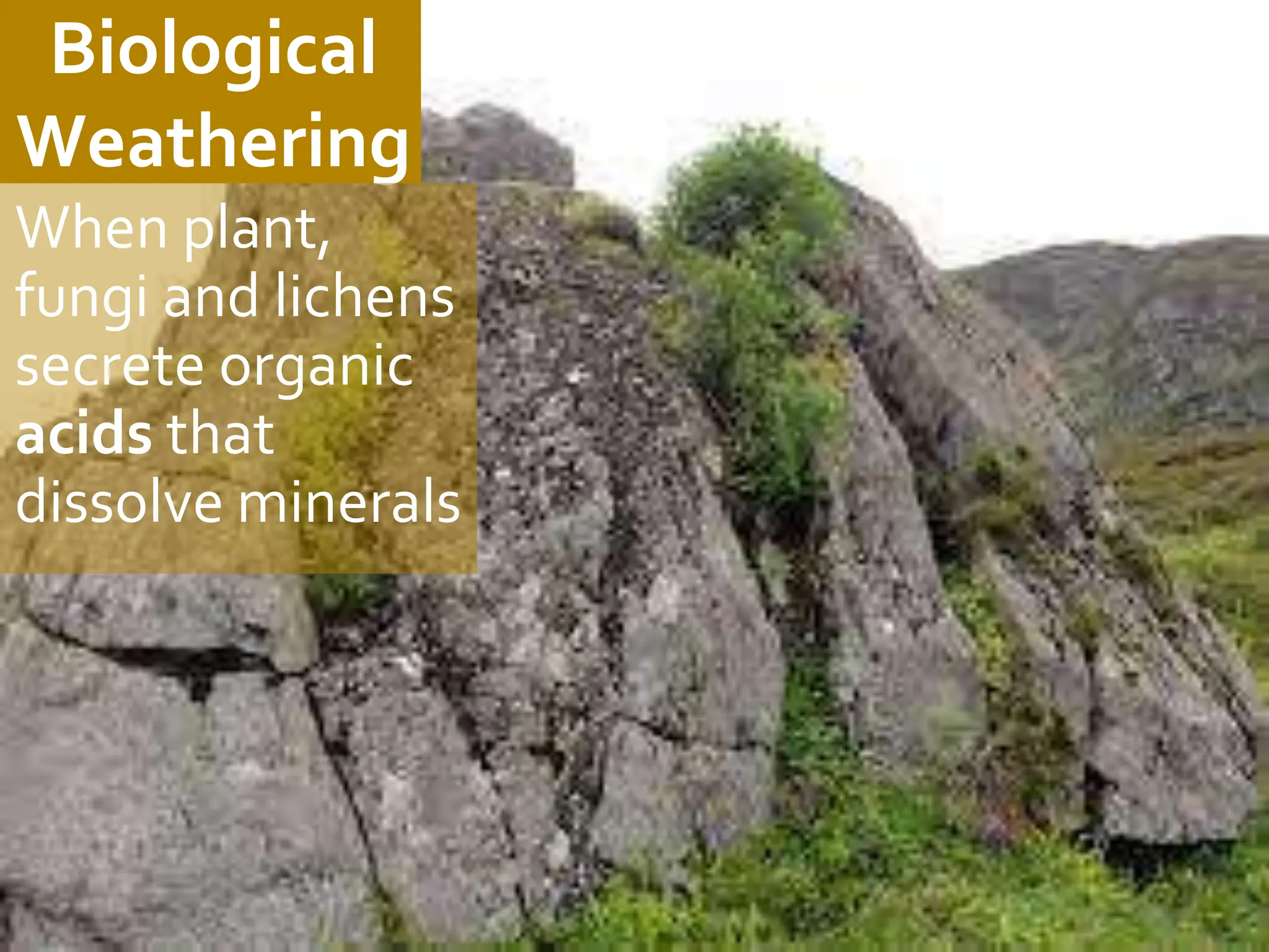 Biological
Weathering
When plant,
fungi and lichens
secrete organic
acids that
dissolve minerals
 